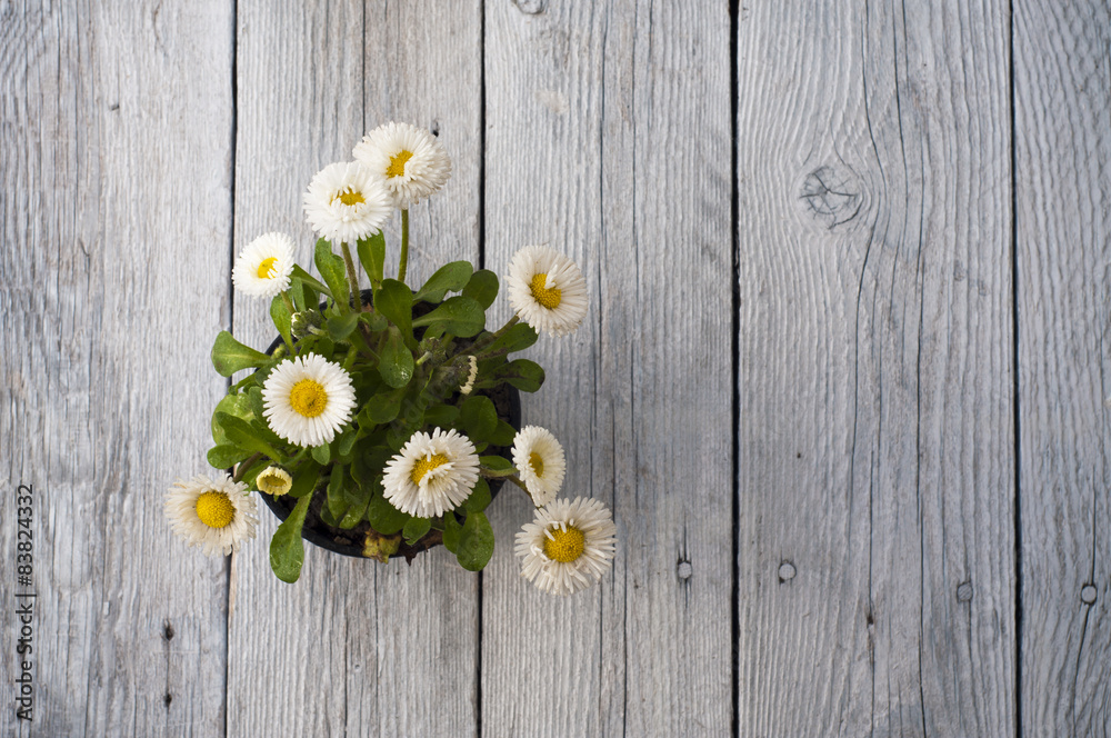 Obraz premium Summer or spring beautiful garden with daisy flowers