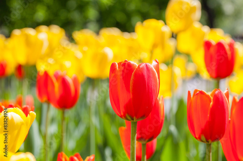 Background of red and yellow flowers. Tulips. Decorative plants.