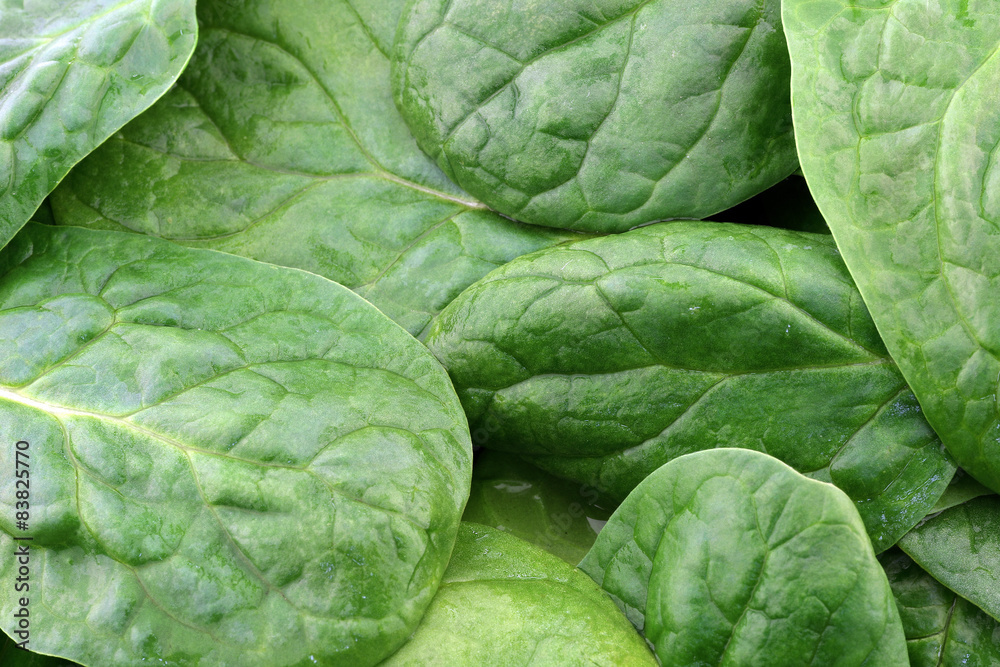 Obraz premium fresh spinach leaves background