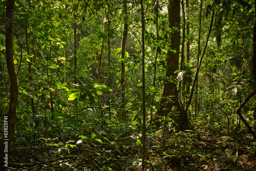 Fototapeta Naklejka Na Ścianę i Meble -  Rainforest nature, Yasuni National Park, Ecuador