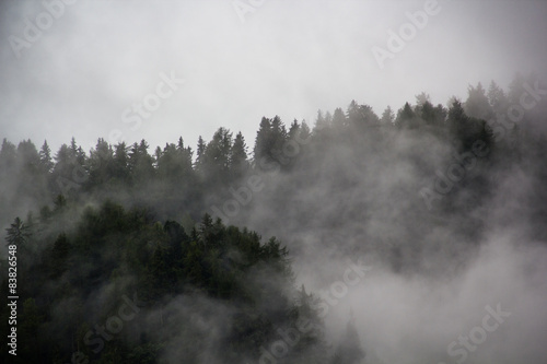 Bosco alpino nella nebbia