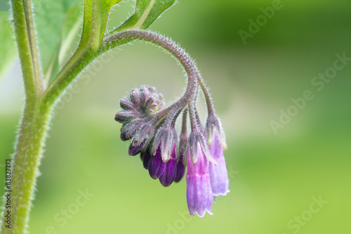blossom of comfrey Common Comfrey, Symphytum officinale,close up