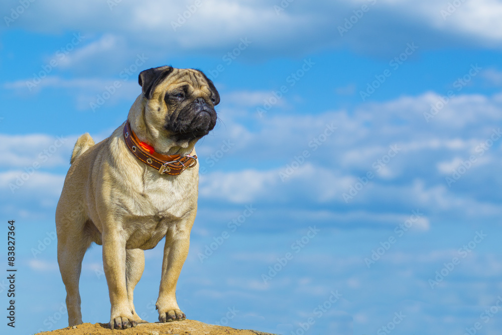 Cute pug dog on sky background
