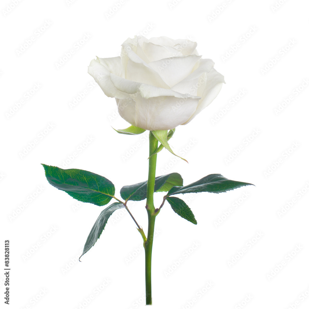 single white rose single white rose