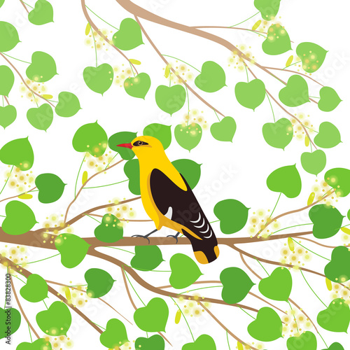 Oriole on branch linden