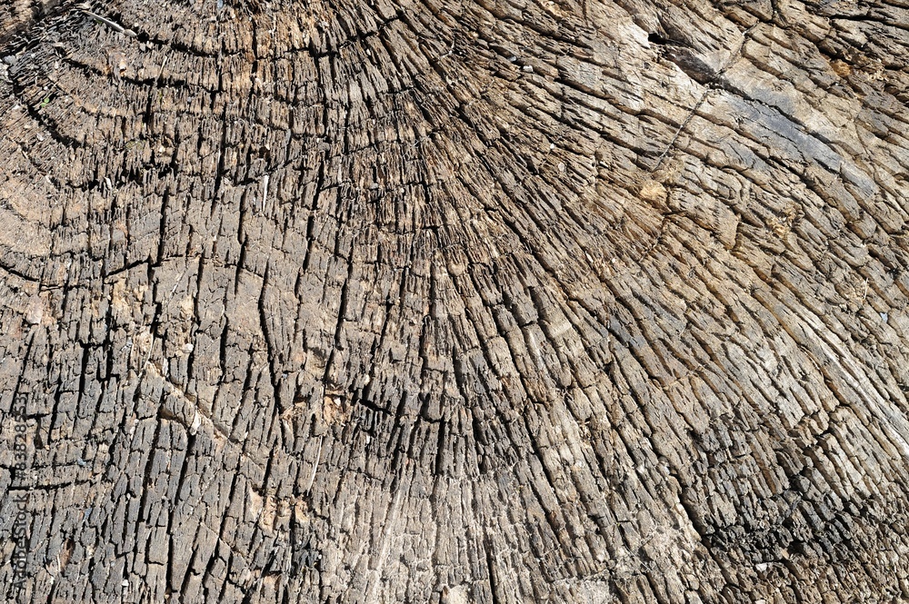 Fototapeta premium Old dry stump with growth rings closeup background