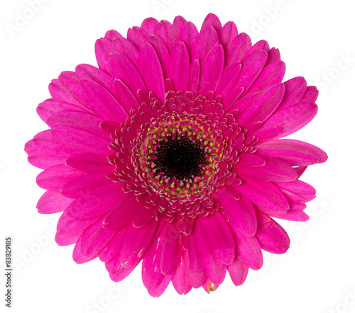 Gerbera / beautiful gerbera isolated over a white background