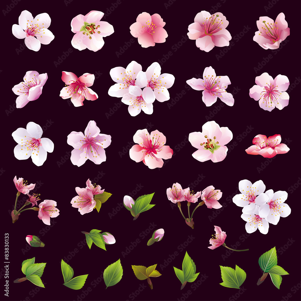 Fototapeta premium Set of flowers of cherry tree and leaves