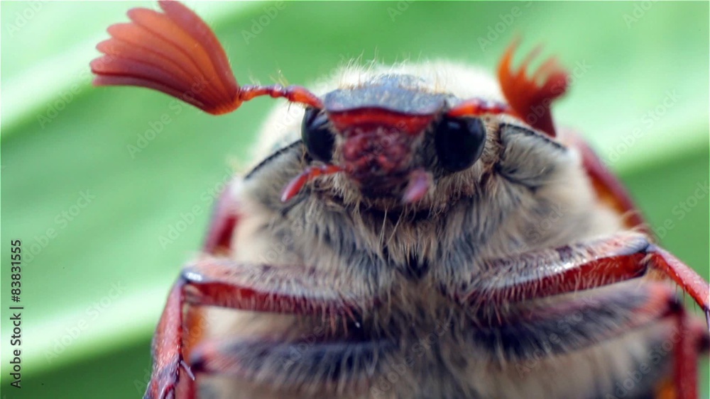 Closeup of chafer beetle head