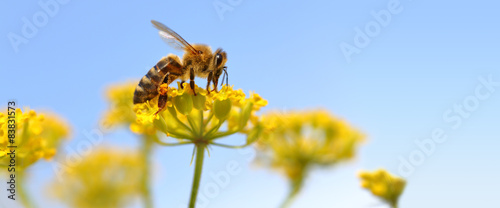 Foto Honeybee harvesting pollen from blooming flowers.