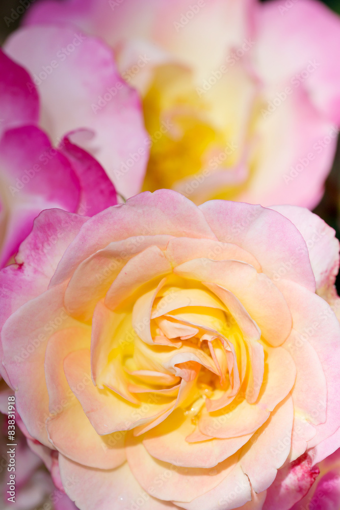 Fototapeta premium pink shaded to yellow rose flower