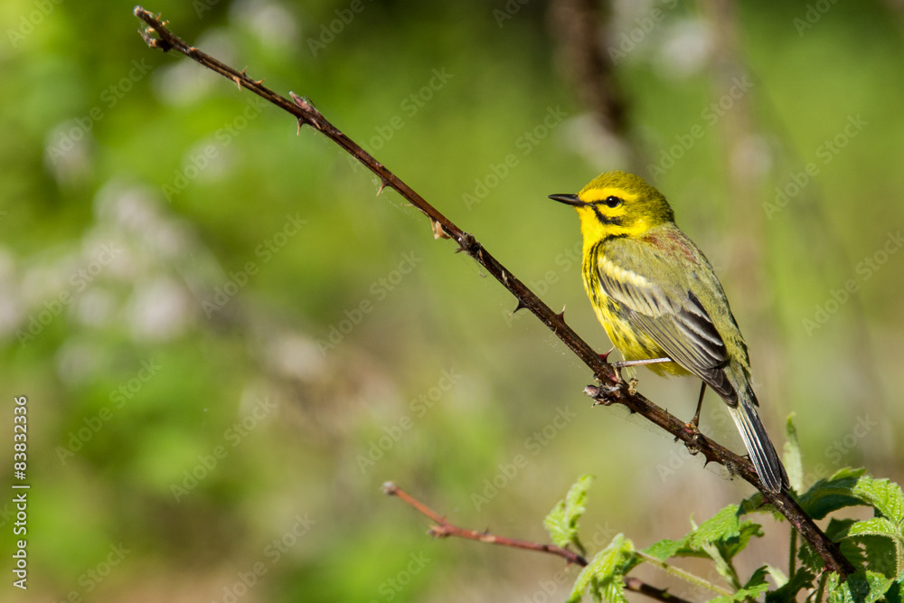 Prairie Warbler Prairie Warbler