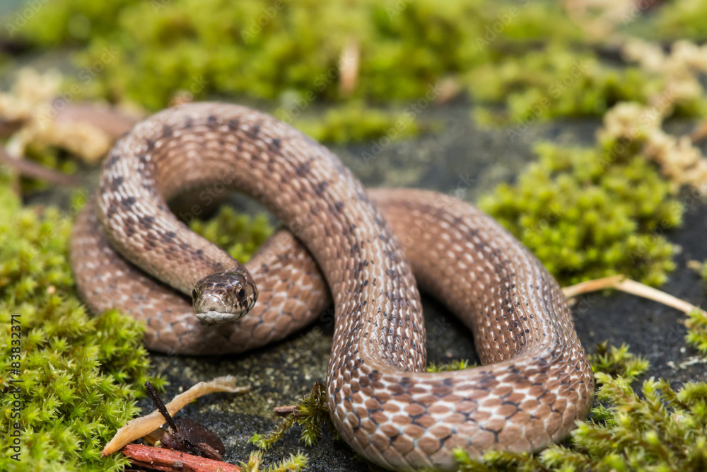 Fototapeta premium Brown Snake