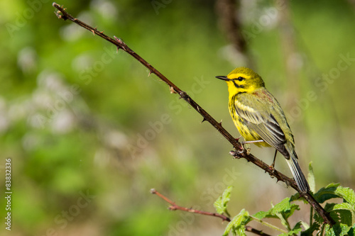 Prairie Warbler photo