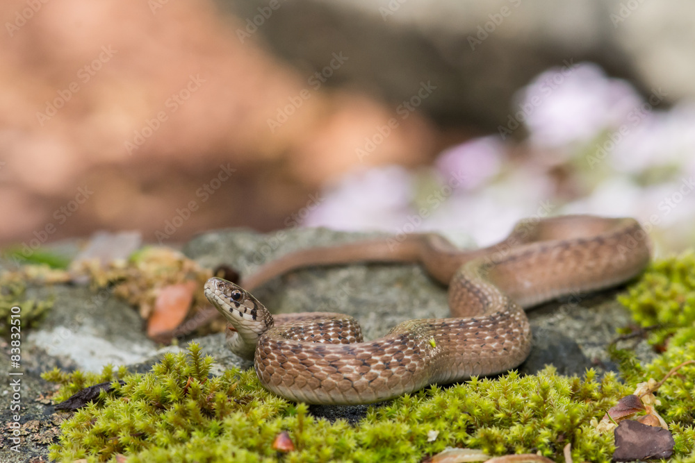 Fototapeta premium Brown Snake