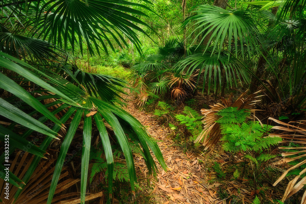 Australian forest Australian forest