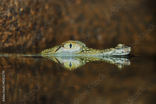 Eye of submerged crocodile