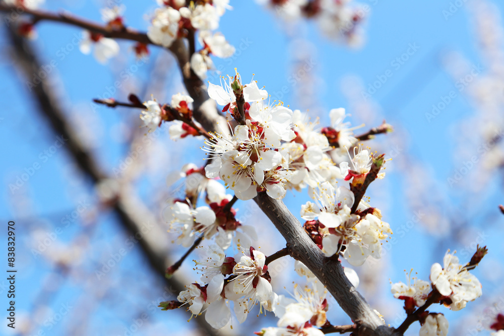 White apricot tree flowers on branch