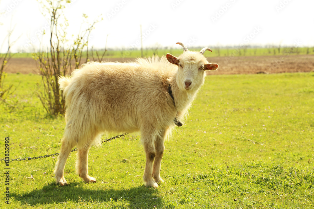 Obraz premium goatling outdoors