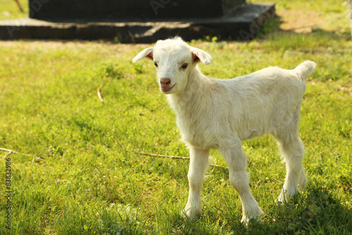 Young goatling outdoors