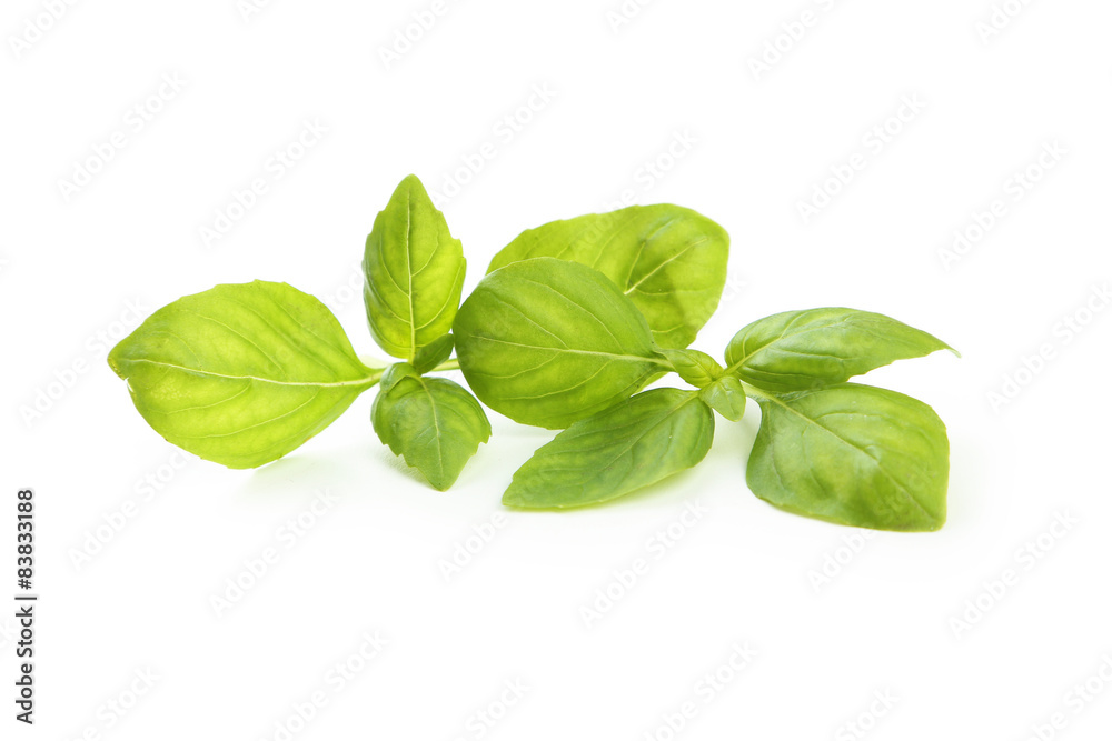 Basil leaves isolated Basil leaves isolated