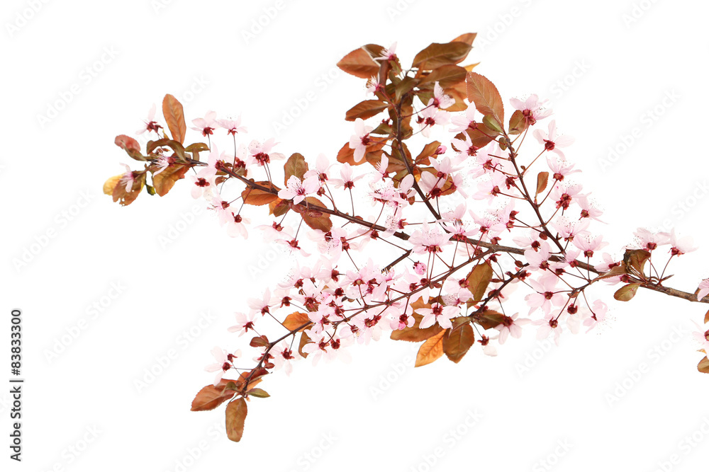 Spring flowering branch isolated on white Spring flowering branch isolated on white
