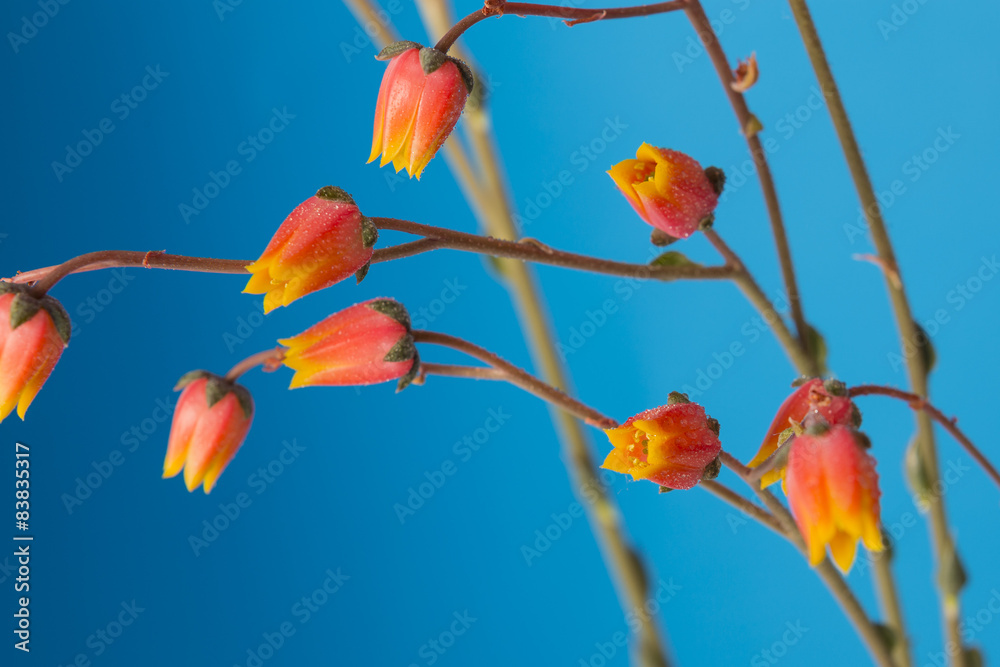 Obraz premium Cactus flowers close up on a solid blue background.