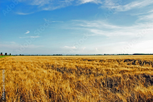 Italy, Padana plain near Ravenna, wheat grain field. © claudiozacc