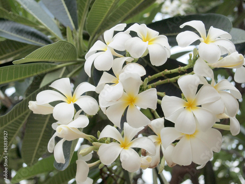 Plumeria (frangipani) flowers on tree, la Reunion island