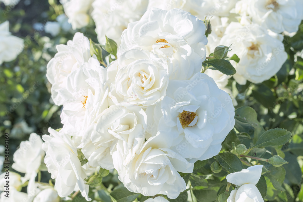 Obraz premium Biały kwiat róży