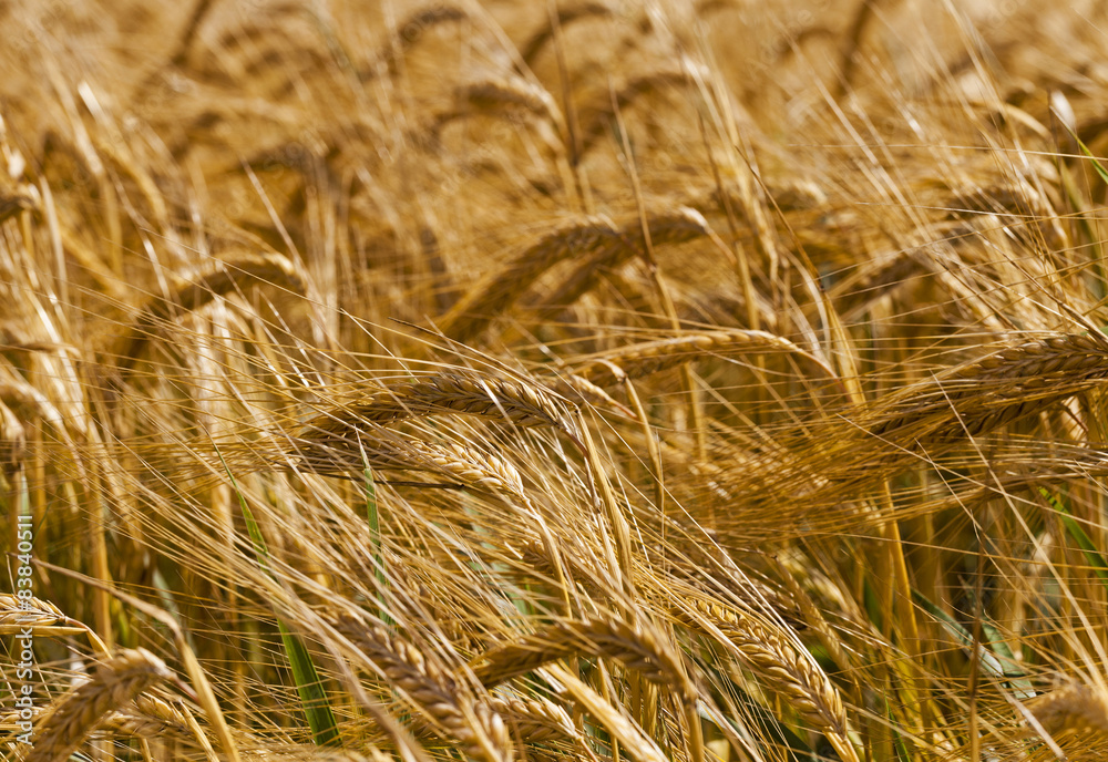 Fototapeta premium mature cereals 