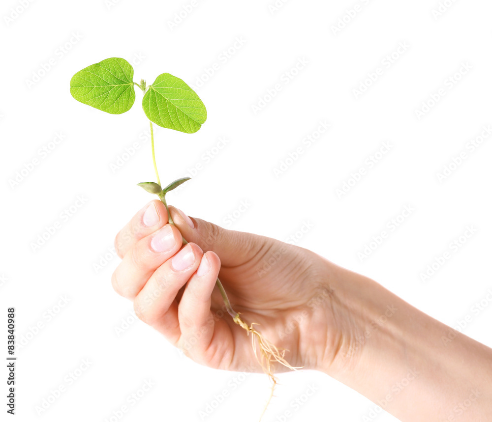 Hand holding fresh green sprout isolated on white Hand holding fresh green sprout isolated on white