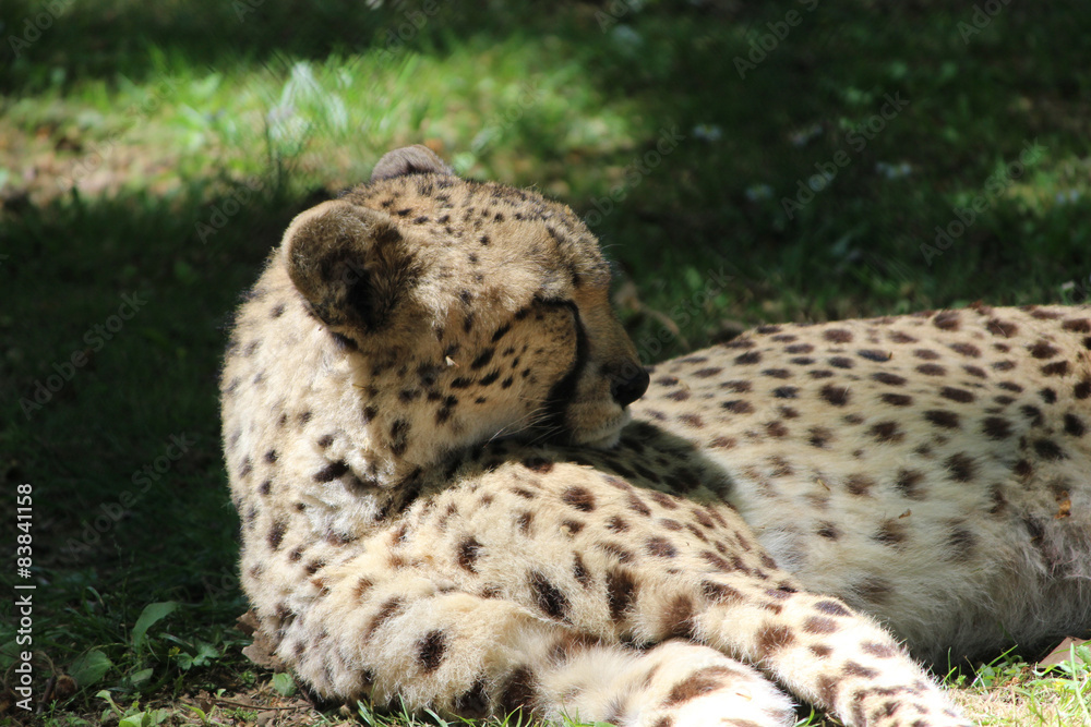 Leopard, Wild Animal Leopard, Wild Animal