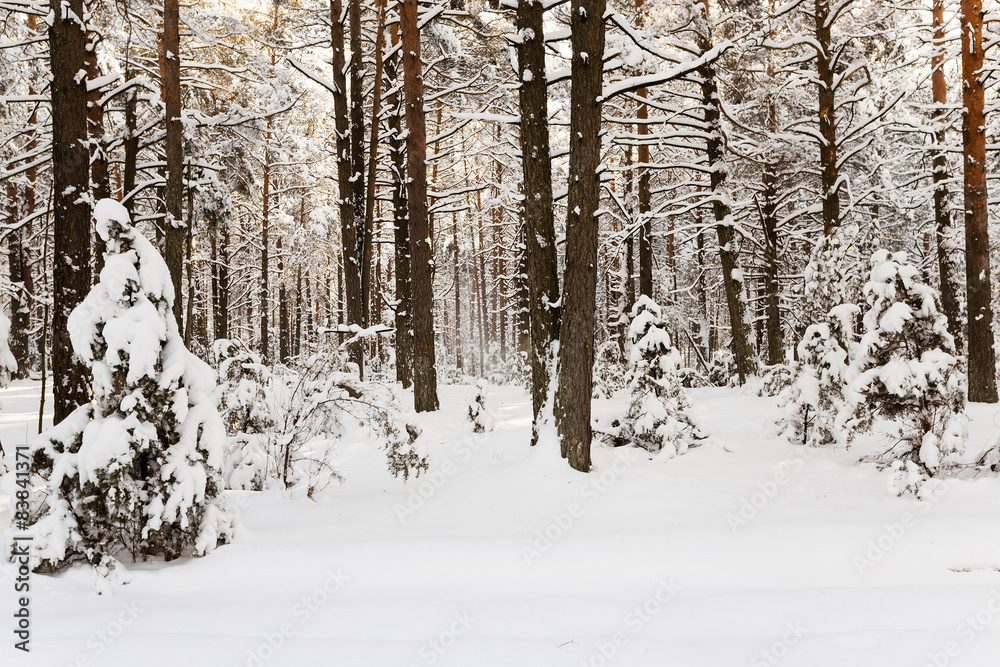 winter trees  