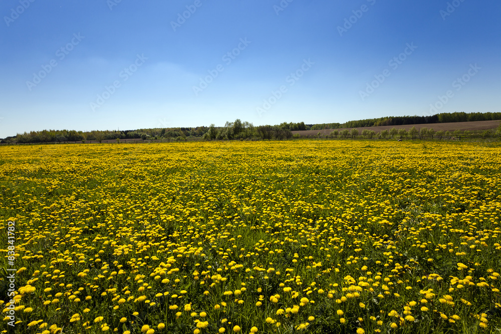 Dandelion field Dandelion field