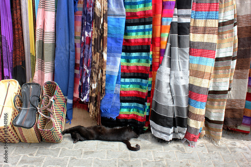 chat endormi à essaouira photo