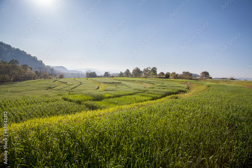 Fototapeta premium Barley Field at Samoeng Chiang Mai, Thailand