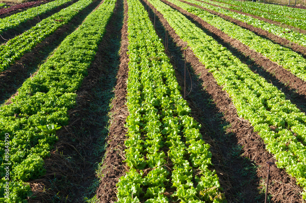 Field of vegetable Field of vegetable