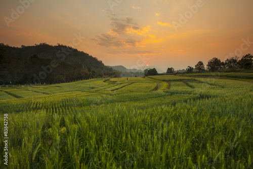 Barley Field Sunset at Samoeng Chiang Mai  Thailand