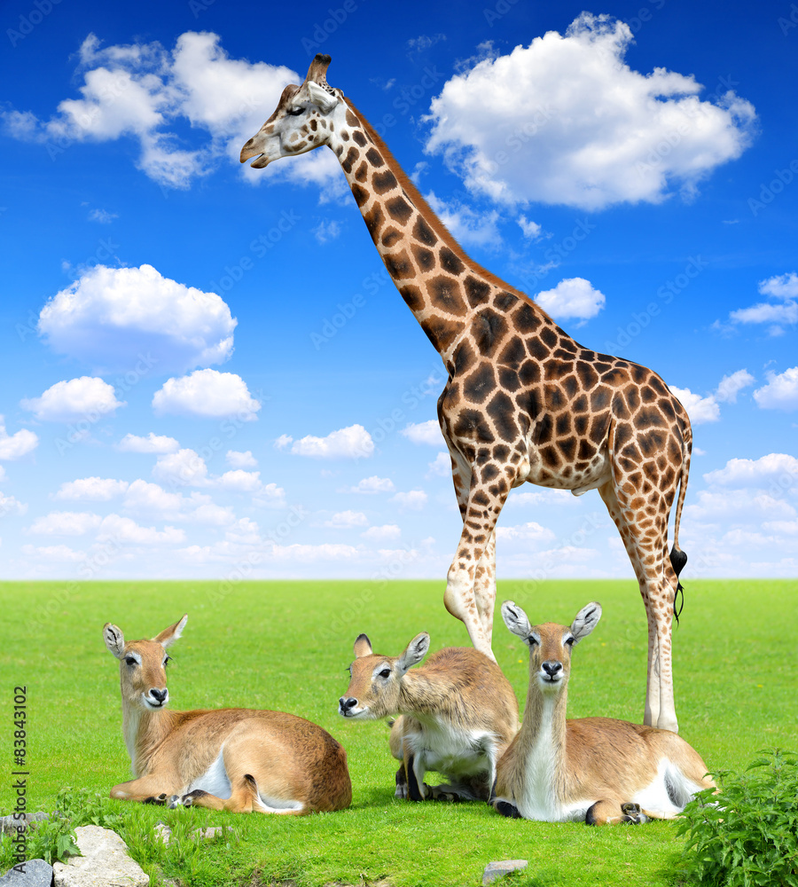 Fototapeta premium Red lechwe antelope with giraffe