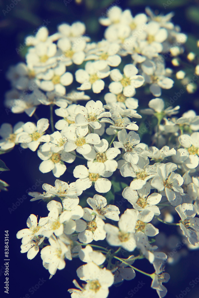 Close up of white Spirea flowers. Shallow depth of field Close up of white Spirea flowers. Shallow depth of field