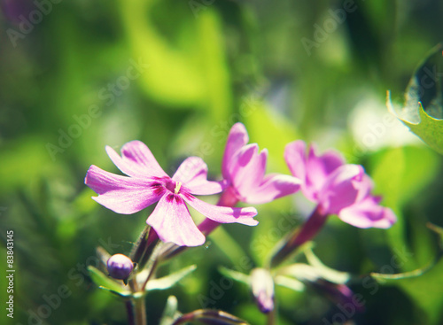 Close up of small pink flower. Shallow depth of field
