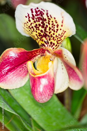 Fototapeta Naklejka Na Ścianę i Meble -  Paphiopedilum hybrid orchid flower, close up, sective focus