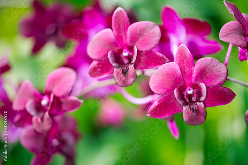 Dendrobium Hifikipunye Pohamba orchid flower, selective focus photo