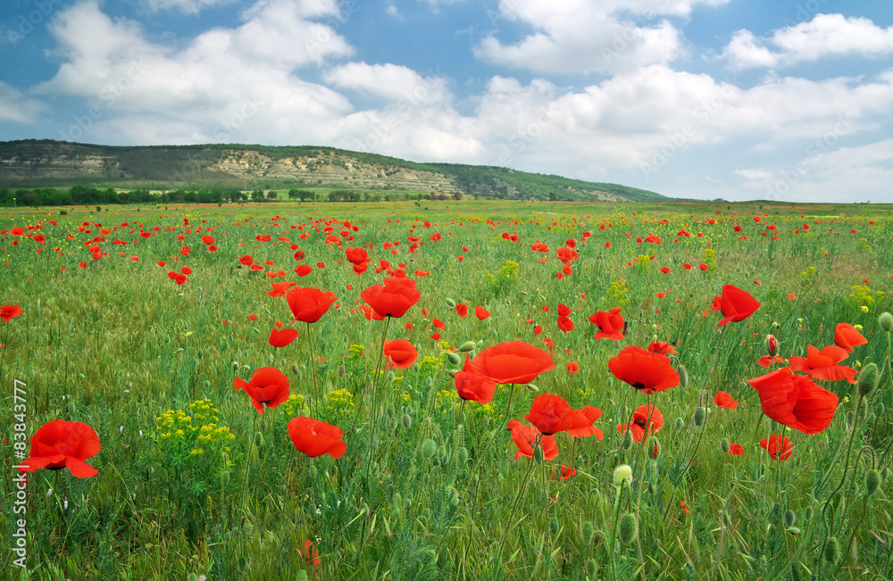 Beautiful Landscape. Field with red poppies.