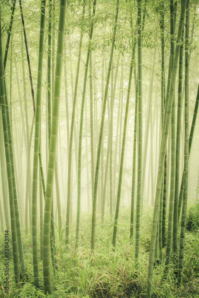 Bamboo forest