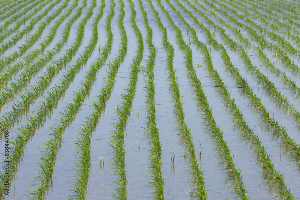 田植え後の水田 田植え後の水田