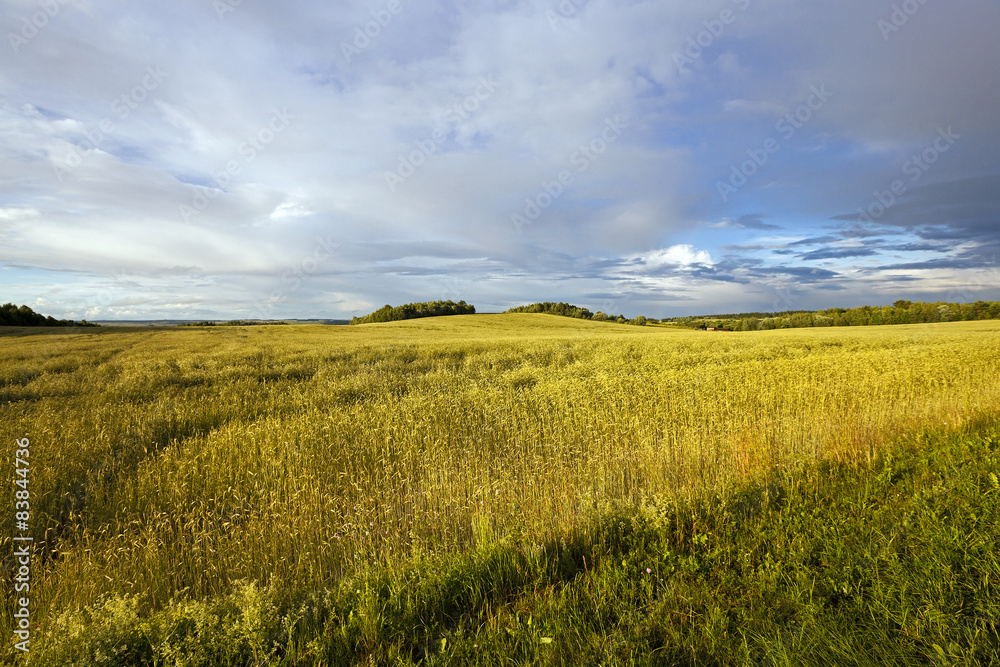 wheat field  