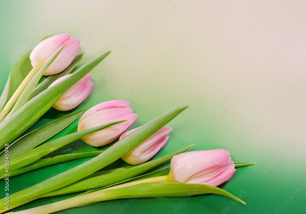 Pink tulips flowers, genus Tulipa, gradient background Pink tulips flowers, genus Tulipa, gradient background