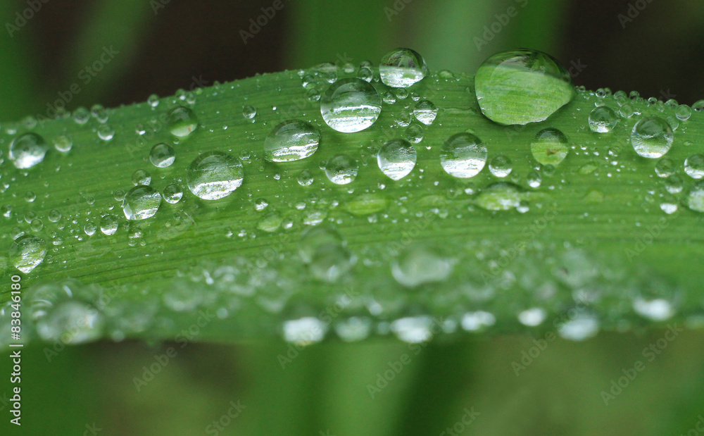 close-up of dew on leaves close-up of dew on leaves